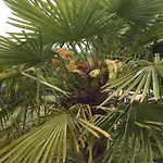 公寓 Les Palmiers *