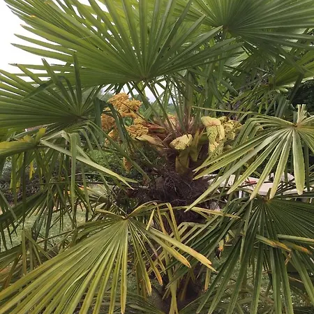 Apartament Les Palmiers *